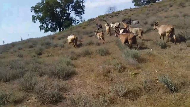 жара и засуха в Севастополе 35.Козы и коровы без воды целый день смотреть онлайн