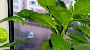 Цветение Гардении, уход за Гарденией мой опыт.