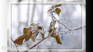 Волшебную сказку рисует зима (поздравление с Новым 2015годом ТСФ "FotoLira")