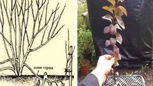 Спирея Аргута — описание, посадка и уход