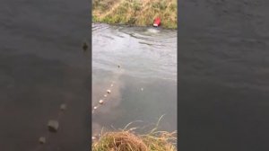 Рыбалка поздней осенью на бредень