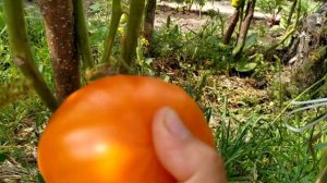 Томат ОРЛОВ ЖЕЛТЫЙ ГИГАНТ? или Orlov Yellov Giant от коллекционера.