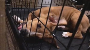 Зачем нужна клетка большой собаке?