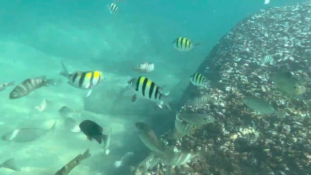 Подводный мир пляжа Карон смотреть онлайн