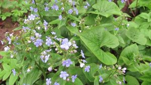 Бруннера: Цветок для тенистых мест и не требующий ухода вам точно понравится