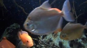 Аквариум 130 литров и его обитатели