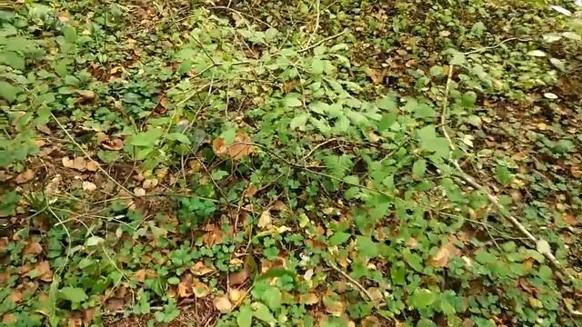 Белый гриб смотреть онлайн