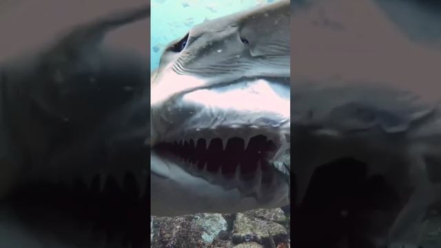 ПАСТЬ АКУЛЫ. Песчаная тигровая акула  #shots