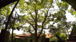 Обрезка высокого дерева