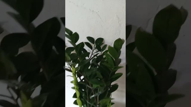 Zz Plant, Lucky Plant According of Feng  Shui