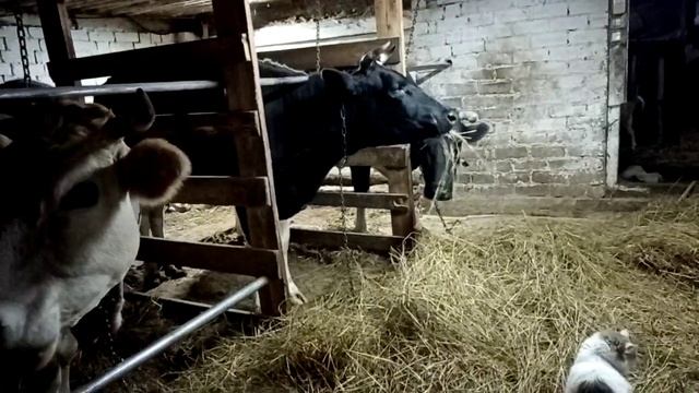 Как запустить корову правильно. смотреть онлайн