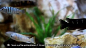Как правильно декорировать аквариум?