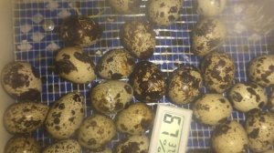 Инкубация перепелиных яиц дома в самодельном инкубаторе
