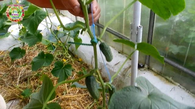 Огурец Арктика с урожайностью 20 килограммов с квадратного метра - настоящий труженик! смотреть онлайн