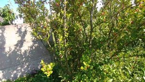 ГУМИ -  лох многоцветковый в Беларуси.