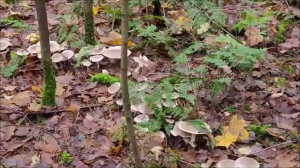 Грибной волшебный хоровод