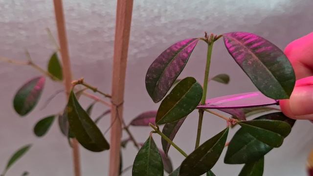 Евгения миртолисная 9