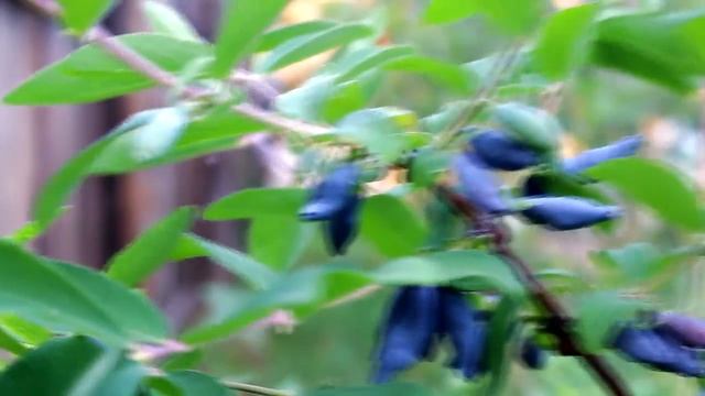 GVK : Лето. Природа. Дача. Шмель. Сирень. Мир прекрасен. смотреть онлайн