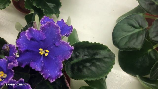 Нужно ваше мнение по поводу этого сеянца смотреть онлайн