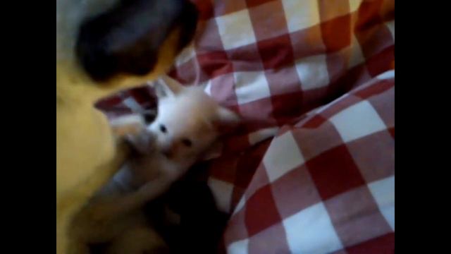 Dog Cat 78 Christmas Santa Claus