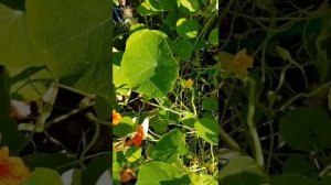 Настурция- вкусное растение