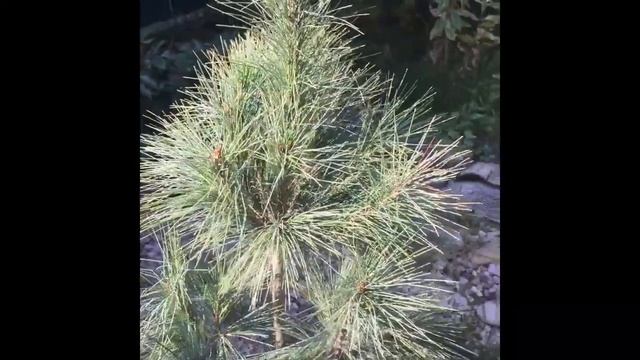 Сосна Гималайская Densa Hill смотреть онлайн