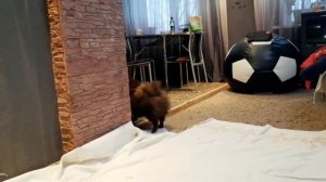 Первая вязка у шпицев. Жених для Йоко.