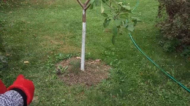 Подкормка плодовых деревьев осенью смотреть онлайн