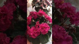 Фиалки. Цветение АВ Полный восторг НД Матрица АВ Фанта НД Ливадия.