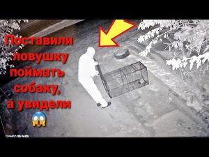 Кто попался в ловушку для собаки-кусаки?