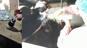 КАК вылечить ВЗДУТИЕ У КОРОВЫ!! Без разреза!!!