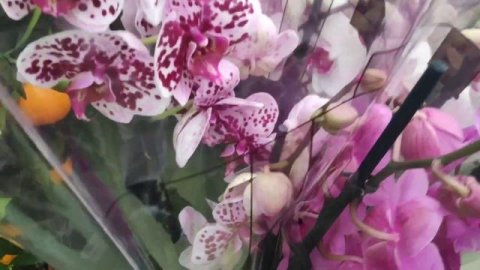 🌺ОРХИДЕИ🌺ОГРОМНЫЙ ЗАВОЗ ОРХИДЕЙ#ДНЕПР#ЭПИЦЕНТР#