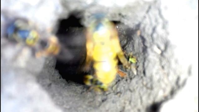 Знакомство с Подземными Осами смотреть онлайн