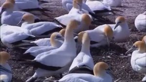 Wildlife Windows 7 Sample Video YouTube 360p