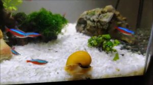 Аквариум бонсай