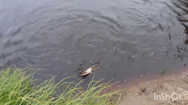 Дикий клев щуки по 5 килограммов. смотреть онлайн