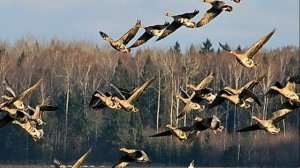 ??МИГРАЦИЯ ГУСЯ ДЛЯ ОХОТНИКА?  КАК ЛЕТИТ ГУСЬ?  ГДЕ НОЧУЕТ?  ГДЕ КОРМИТЬСЯ?  ГДЕ СТРЕЛЯТЬ?