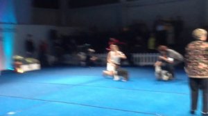 Выставка Американская Акита