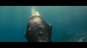 Птица, которая умеет плавать, но не умеет летать. Интересные факты о ПИНГВИНАХ!