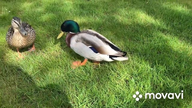 LEGOLAND в Дании, Биллунн / LEGOLAND castle city/ LEGO hotel ? Billund смотреть онлайн