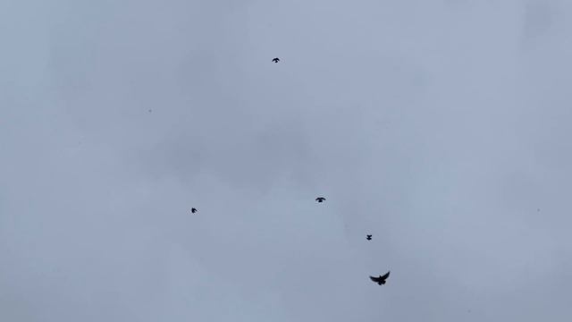 Показ по мастях Николаевских голубей смотреть онлайн