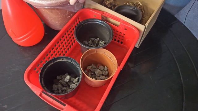 Тубероза. Самый ароматный цветок. Как вырастить туберозу
