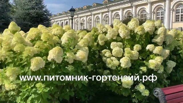 Гортензия на Красной Площади в Александровском Саду, сорт Лайм Лайт