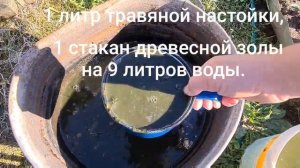 Как вырастить крупный чеснок. Первая подкормка чеснока. 16.05.2021 г.