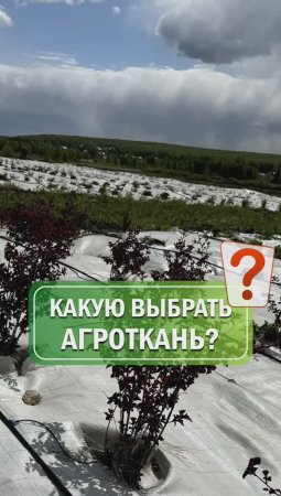 Агроткань : белая или черная лучше ?