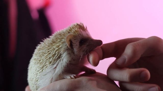 ОБЗОР НА ЕЖА смотреть онлайн