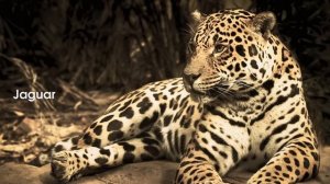 All big cat sounds