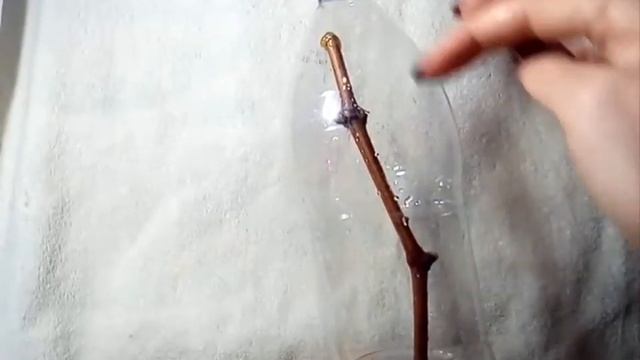 Как легко вырастить виноград черенкование укоренение размножение Grape Cuttings Of Grapes