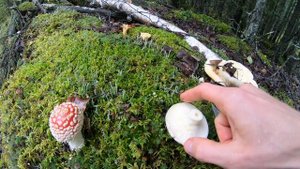 Собираем Грибы Рыжики в Северной Америке Аляска \ Нашли Гриб Саркодон и Гриб Коралл