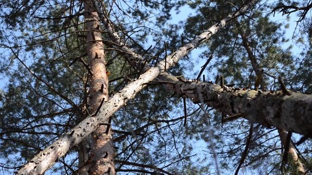 Звуки леса. Скрип стволов сухостоя. смотреть онлайн